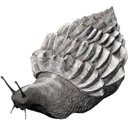 Achatina