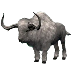 Bison