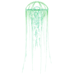 Cnidaria