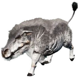 Daeodon