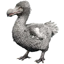Dodo