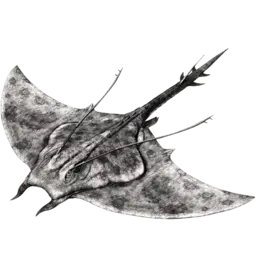 Manta