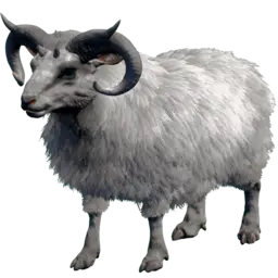 Ovis