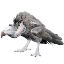Vautour